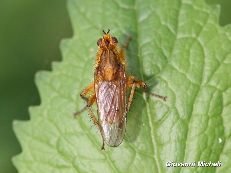 Maschio di Scathophaga stercoraria (Scathophagidae)